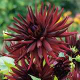 Dahlia Black Wonder Dahlia Black Wonder