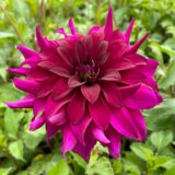 Dahlia Black Embers Dahlia Black Embers