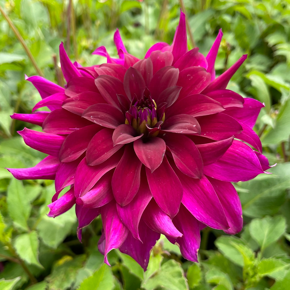 Dahlia Black Embers Dahlia Black Embers