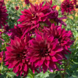 Dahlia Pkdahbem Black Embers - Garden Express Australia