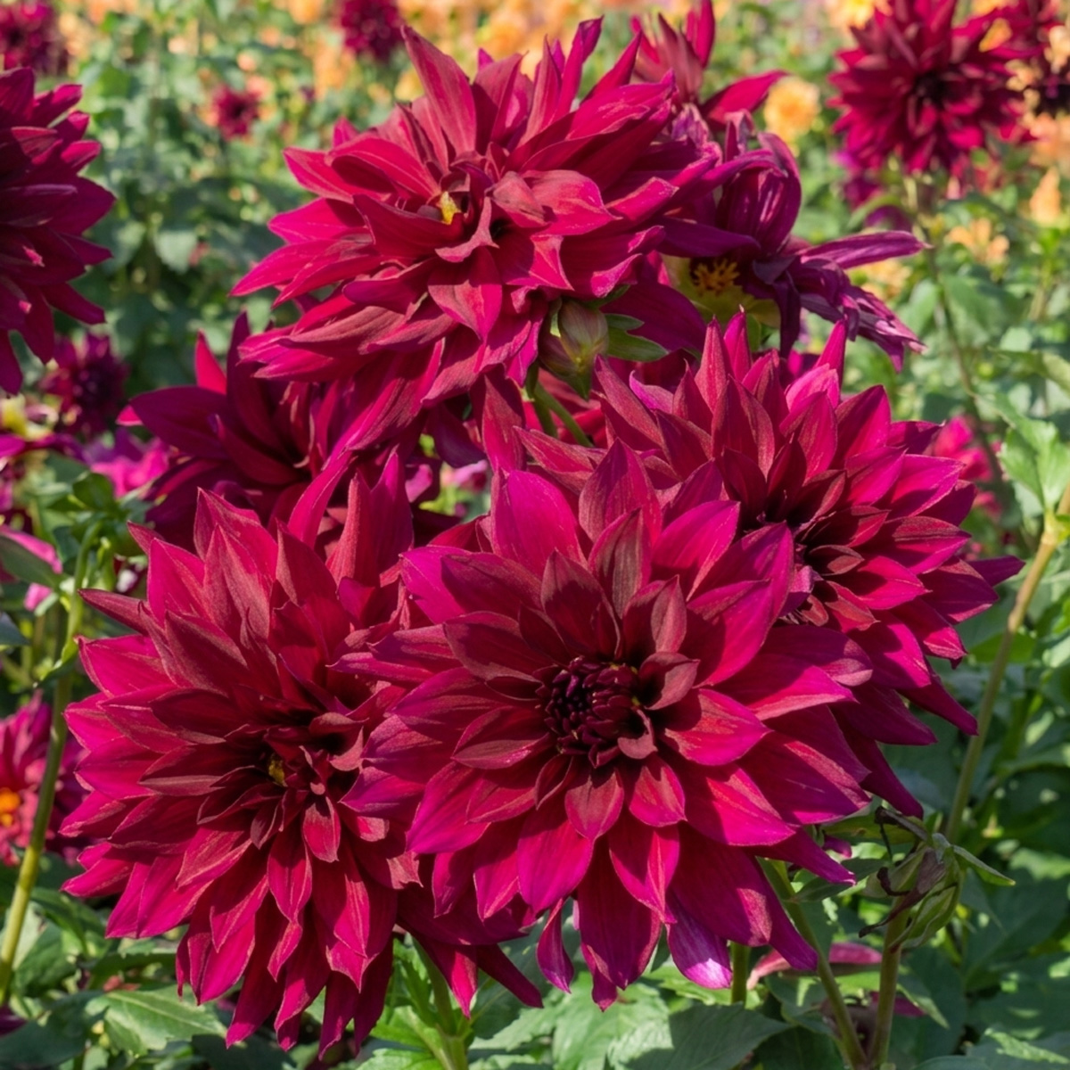 Dahlia Black Embers Dahlia Black Embers