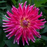 Dahlia Superior 16 - Garden Express Australia