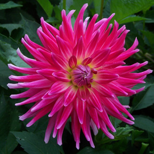 Dahlia Superior Dahlia Superior