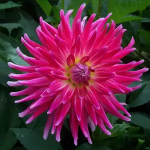 Dahlia Superior Dahlia Superior