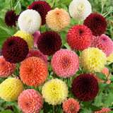 Dahlia Ball Mixed Pkdahpmx - Garden Express Australia