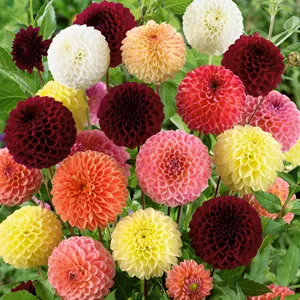 Dahlia Ball Mixed Dahlia Ball Mixed