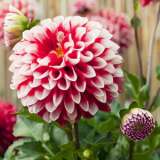 Dahlia Fire And Ice 11 - Garden Express Australia