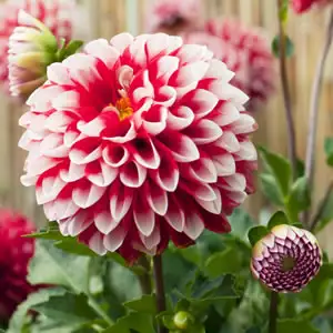 Dahlia Fire & Ice Dahlia Fire & Ice