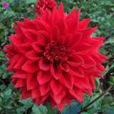 Guide To Planting And Growing Dahlias Guide To Planting And Growing Dahlias