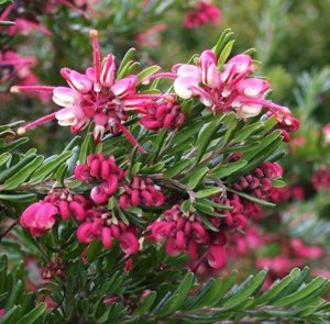 Grevillea Tuckers Dwarf Grevillea Tuckers Dwarf