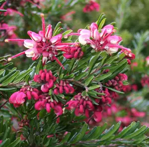 Grevillea Tuckers Dwarf Grevillea Tuckers Dwarf