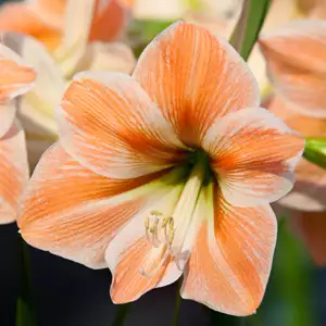 Hippeastrum Apricot Parfait Hippeastrum Apricot Parfait