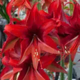 Hippeastrum Bogota Bulhipbog - Garden Express Australia