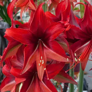 Hippeastrum Bogota Hippeastrum Bogota