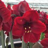 Hippeastrum Benfica 16 - Garden Express Australia