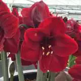 Hippeastrum Benfica 16 - Garden Express Australia