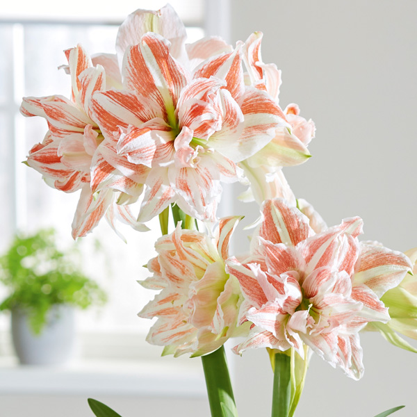 Hippeastrum Dancing Queen Hippeastrum Dancing Queen