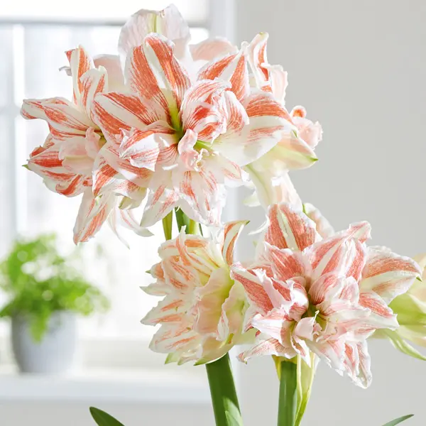 Hippeastrum Dancing Queen Hippeastrum Dancing Queen