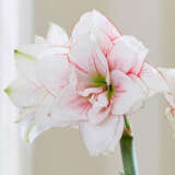 Hippeastrum Elvas Pkhipelv - Garden Express Australia