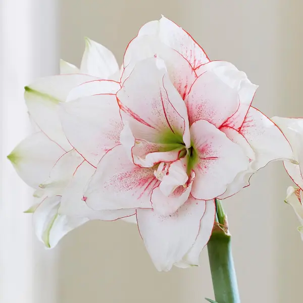 Hippeastrum Elvas Hippeastrum Elvas