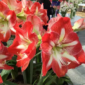 Hippeastrum Minerva