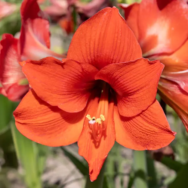 Hippeastrum Naranja Hippeastrum Naranja