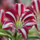 Hippeastrum Santiago Pkhipsan - Garden Express Australia