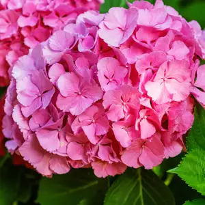 Hydrangea Benelux Hydrangea Benelux