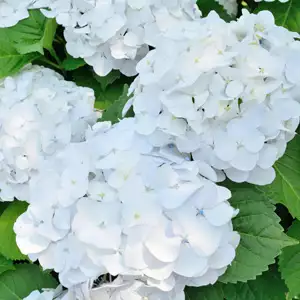 Hydrangea Bichon Hydrangea Bichon