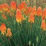 Kniphofia Winter Cheer 16jpg - Garden Express Australia