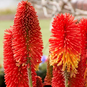 Kniphofia Winter Cheer