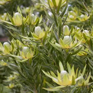 Leucadendron Gypsy Silver Leucadendron Gypsy Silver