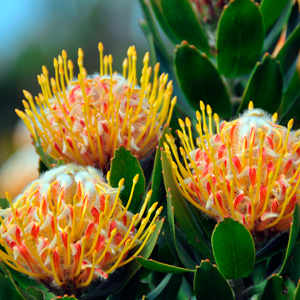 Leucospermum Mardi Gras Ribbons Leucospermum Mardi Gras Ribbons