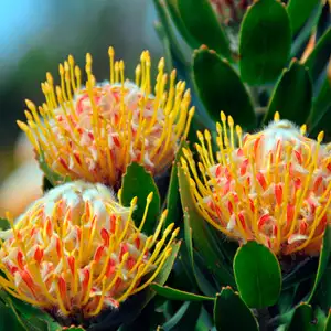 Leucospermum Mardi Gras Ribbons Leucospermum Mardi Gras Ribbons