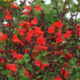 Salvia Crimson Black I6 - Garden Express Australia