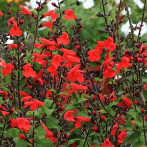 Salvia Crimson & Black Salvia Crimson & Black