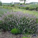 Salvia Phyllis Fancy Salvia Phyllis Fancy
