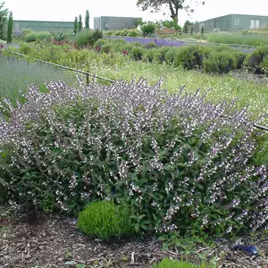 Salvia Phyllis Fancy Salvia Phyllis Fancy