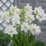 Sonatini Hippeastrum Alasca 16 - Garden Express Australia