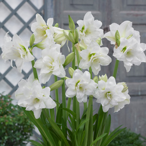Hippeastrum Sonatini Alasca Hippeastrum Sonatini Alasca