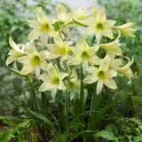Sonatini Hippeastrum Yellow Rascal 16 - Garden Express Australia