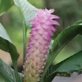 Curcuma Cordata Pkcurcor - Garden Express Australia