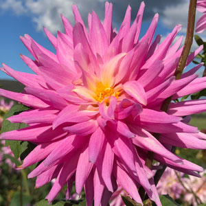 Delbard Dahlia Versailles Delbard Dahlia Versailles