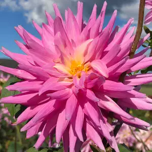 Delbard Dahlia Versailles Delbard Dahlia Versailles