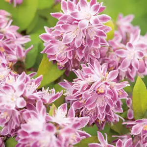 Deutzia Magicien Deutzia Magicien