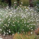 Gaura White Lpogauwhi - Garden Express Australia