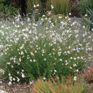 Gaura White Gaura White