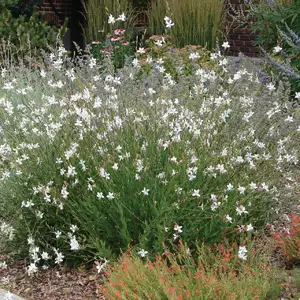 Gaura White Gaura White