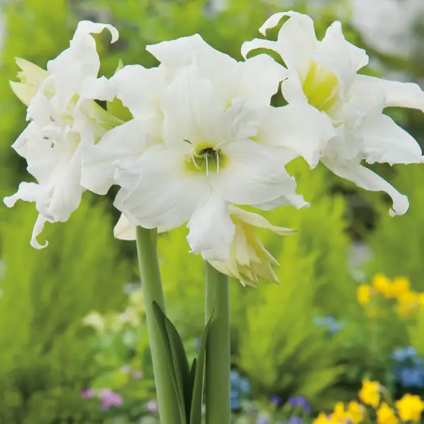 Hippeastrum Ice Queen Hippeastrum Ice Queen