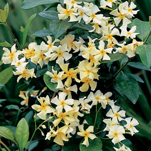 Japanese Star Jasmine 50mm